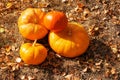 Several sizes, shapes and varieties of pumpkins, against the background of dry grass hay. Autumn season. Thanksgiving Day. Farm Royalty Free Stock Photo