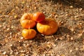 Several sizes, shapes and varieties of pumpkins, against the background of dry grass hay. Autumn season. Thanksgiving Day. Farm Royalty Free Stock Photo