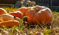 Several sizes, shapes and varieties of pumpkins, against the background of dry grass hay. Autumn season. Thanksgiving Day. Farm Royalty Free Stock Photo