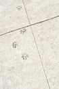 Several small animal footprints on the beige pavement Royalty Free Stock Photo