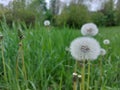 Several small fluffy dandelions in the tall green grass. White cute flowers. Royalty Free Stock Photo