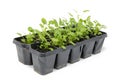 Several small herb plants in small plant pots