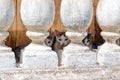 Several small kittens living in the basement Royalty Free Stock Photo