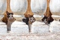 Several small kittens living in the basement Royalty Free Stock Photo