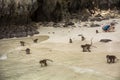 Several small monkeys on beach in Thailand