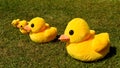 Several small plush duck