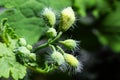 Delicate small white flower buds with hairs on the green stem of a plant with leaves