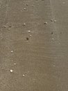 Several small starfish are scattered on wet sand along the shoreline, surrounded by tiny seashells and pebbles. Royalty Free Stock Photo