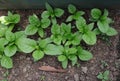 Several small vine spinach plants growing in the urban home garden Royalty Free Stock Photo