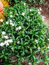 several small white flowers are blooming