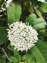 Several small white flowers form a bouquet