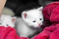 Several small white stray kittens, wrapped in a red rag, look plaintively and ask for food Royalty Free Stock Photo
