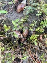 Several snails were seen piled on the ground overgrown with grass