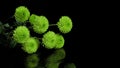 several sprigs of green chrysanthemum flowers Royalty Free Stock Photo