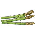 Several sprigs of ripe asparagus in green color, isolated object on white background, vector illustration