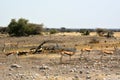 Several springbok antelopes on the rocky savanna of Etosha National Park, Africa. Arid climate and dehydration