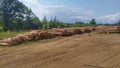 Several stacks of sawn pine logs are stacked along a dirt country road next to the forest. Car tracks are visible on the road. Bus Royalty Free Stock Photo