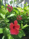 several stalks of pink hibiscus flowers that bloom beautifully amidst the fresh green leaves. So beautiful plants