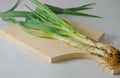 Several stems of onion plants with their roots and leaves Royalty Free Stock Photo
