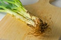 Several stems of onion plants with their roots and leaves Royalty Free Stock Photo