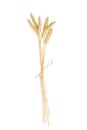 Several stems of wheat with ears on a light background Royalty Free Stock Photo