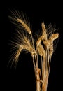Several stems of wheat with spikelets on a black background Royalty Free Stock Photo