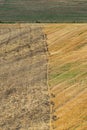 Several straw swaths, with wheat stubble in between