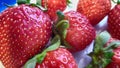 Several strawberries on a plate