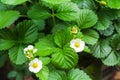 Several strawberry flowers on stem Royalty Free Stock Photo