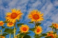 Several sunflowers grow on a field against a blue sky in white clouds