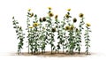 Several sunflowers on sand erea Royalty Free Stock Photo