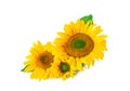 Several sunflowers in a row isolated on white background Royalty Free Stock Photo