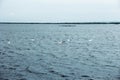 Several swans in the North Sea, Germany