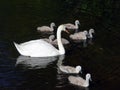 Several Swans Swimming Royalty Free Stock Photo