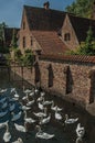Several swans swimming in canal next to an old brick house on a sunny day at Bruges.