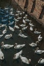 Several swans swimming in canal next to an old brick wall on a sunny day at Bruges.