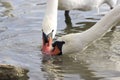 Several swans are swimming on the lake. Two swans are catching food in the water