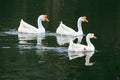 Several swans swimming in the water Royalty Free Stock Photo