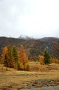 Several tall green pines and larches, yellowed from autumn, stand on the edge of the desert steppe at the foot of a high mountain