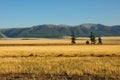 Several tall pines stand in the center of the dry flat steppe at the foot of the mountain range