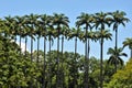 Several tall Roystonea oleracea in the park on sunny day