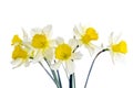 Few gentle beautiful daffodils