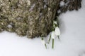 Spring snowdrops in snow in the forest