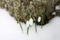 Spring snowdrops in snow in the forest