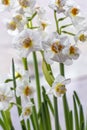 Several tender white narcissus in bloom on the white