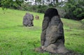 Several termite mounds growing in the grass Royalty Free Stock Photo