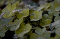 Several three-leaf clovers covered with dew Royalty Free Stock Photo