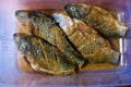 Several tilapia (nila) fish being marinated in spices in a container