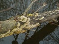 Several Tree fungi on dead Wood