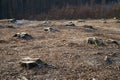 Deforestation aftermath shows numerous tree stumps in a barren landscape during winter Royalty Free Stock Photo